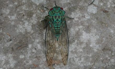 Crickets