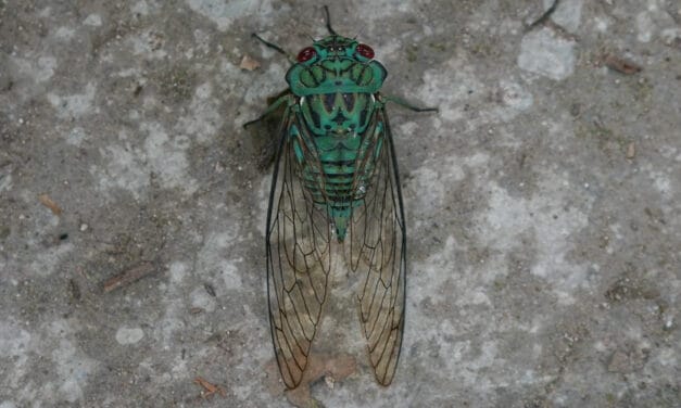 Crickets