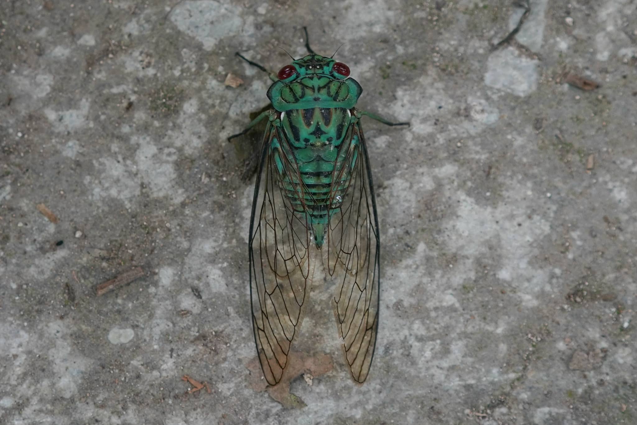 Not a cricket. But a noisy insect.