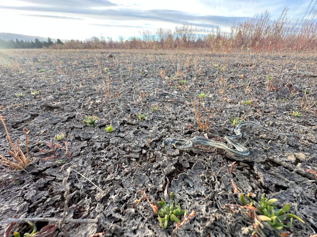 Is this the end of fun? A desiccated snake on desiccated ground?