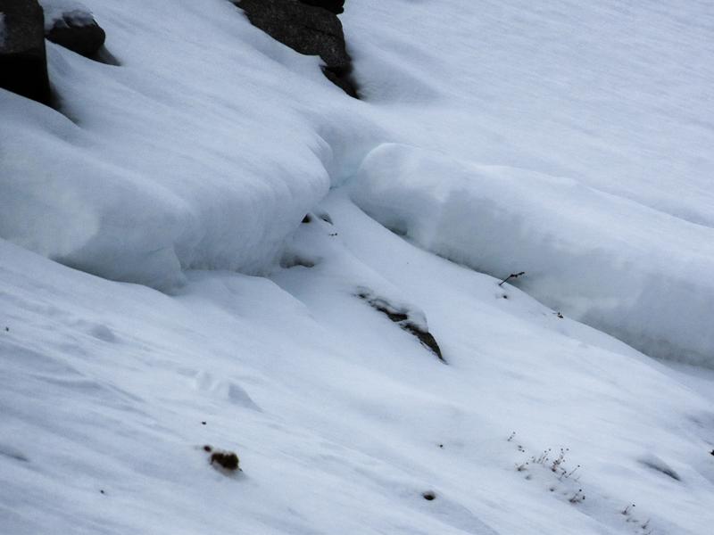UAC observations: 4-6" of dry, wind-packed snow initially was triggerd and stepped down to the 8-10" of the weak faceted grains that make up the majority of the snowpack in this basin. Photo: Utah Avalanche Center