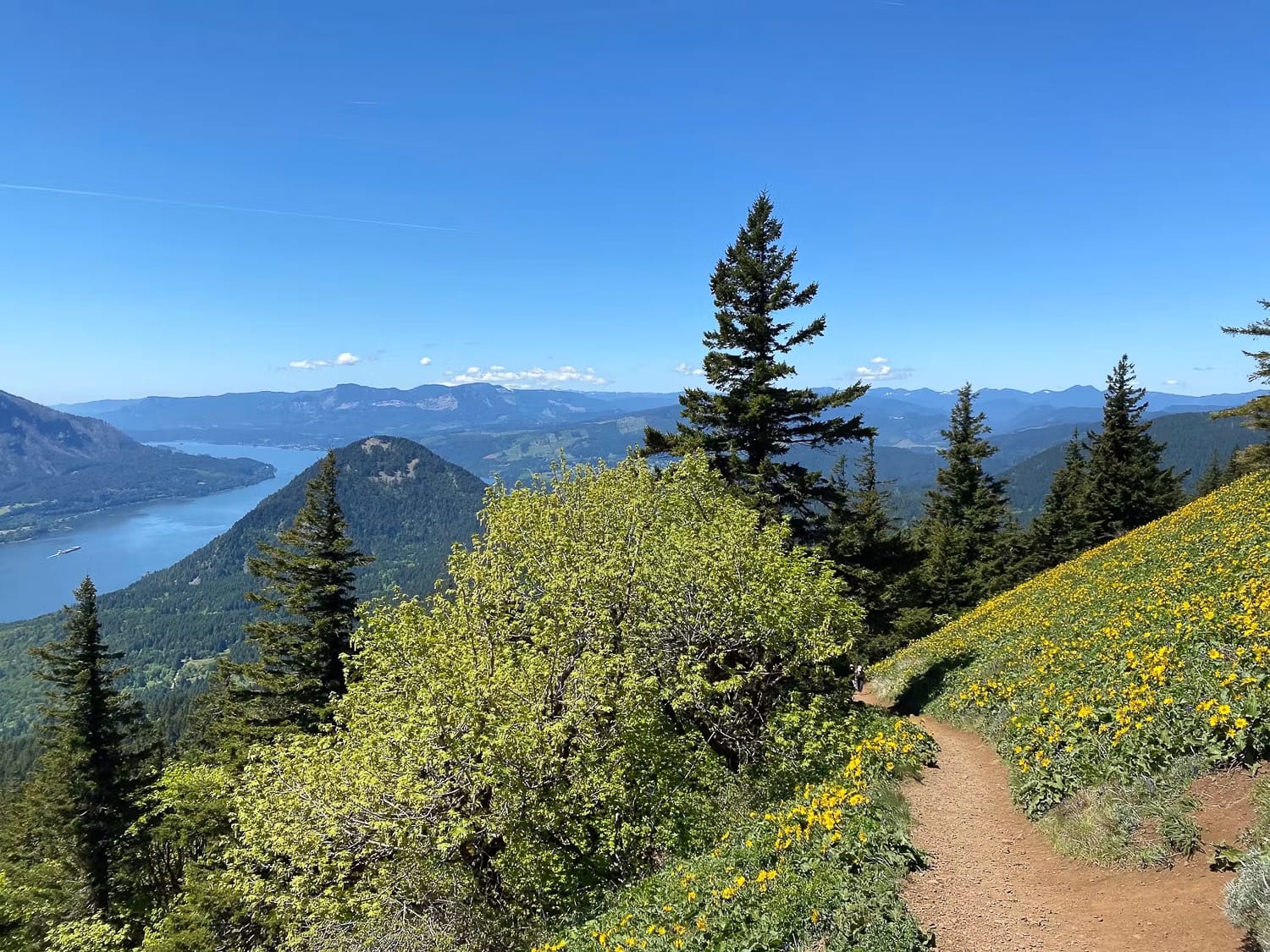 Spring on Dog Mountain.